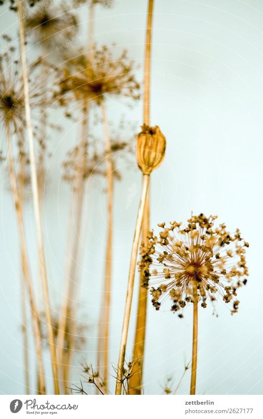 dried flowers Flower Blossom Apiaceae Straw Paper Daisy Decoration Autumn Off-Season Room Interior design Living room Ambient Depth of field Asparagus Deserted