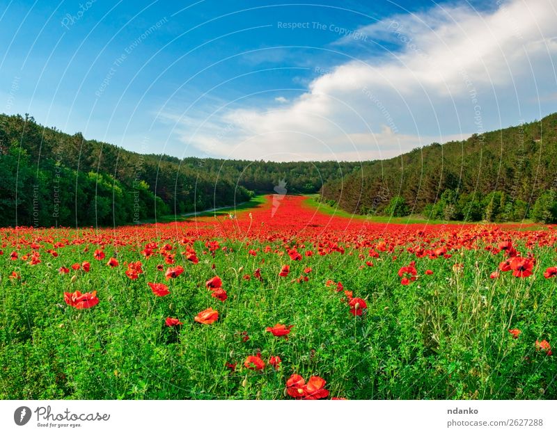 Valley with many blooming red poppies Vacation & Travel Summer Garden Nature Landscape Plant Sky Spring Tree Flower Grass Leaf Blossom Meadow Blossoming Fresh