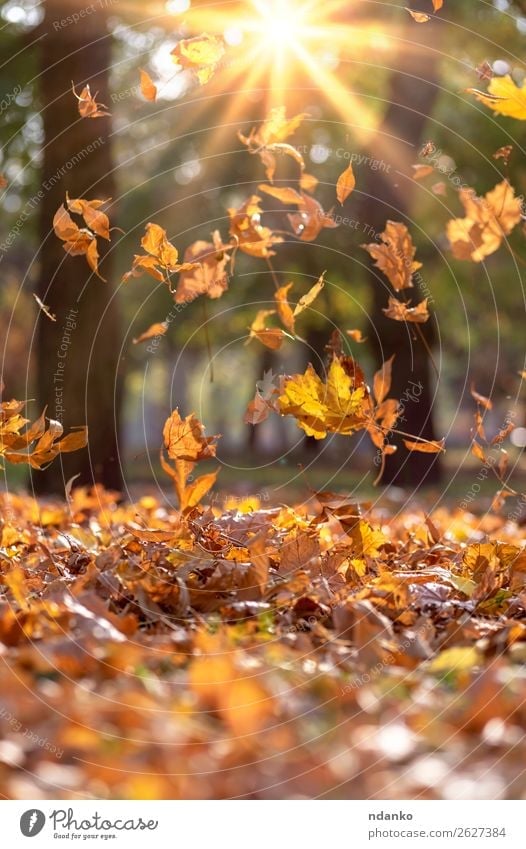 falling dry yellow maple leaves in the rays Sun Garden Environment Nature Landscape Plant Autumn Tree Leaf Foliage plant Park Forest Bright Natural Brown Yellow