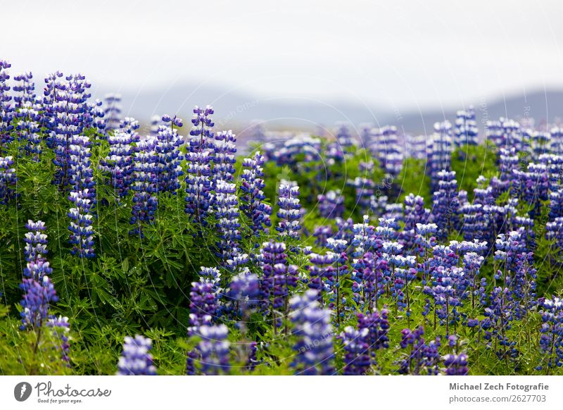 Lupine flowers field Beautiful Sightseeing Summer Island Mountain Nature Landscape Plant Sky Spring Flower Blossom Meadow Alps Lakeside New Blue Green Pink