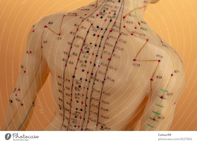 Back of acupuncture model Human being Relaxation Healthy Health care Chinese Model Background picture Alternative Beige Acupuncture Physiotherapy points Asian