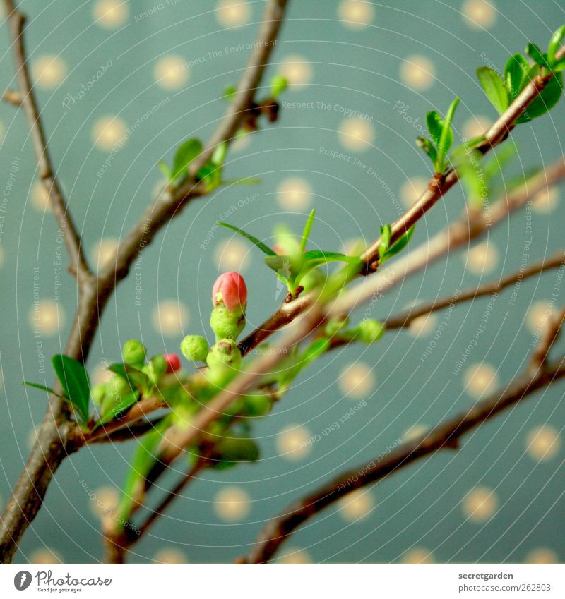 finally! today! beginning of spring! Wallpaper Plant Spring Leaf Blossom Foliage plant Quince tree Quince blossom Blossoming Fragrance Fresh Brown Green Pink