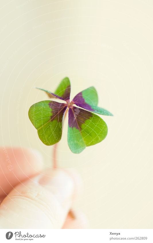 luck Plant Leaf Cloverleaf Happy Green Hope Four-leaved Desire Good luck charm Retentive Indicate 1 Copy Space top Detail Shallow depth of field