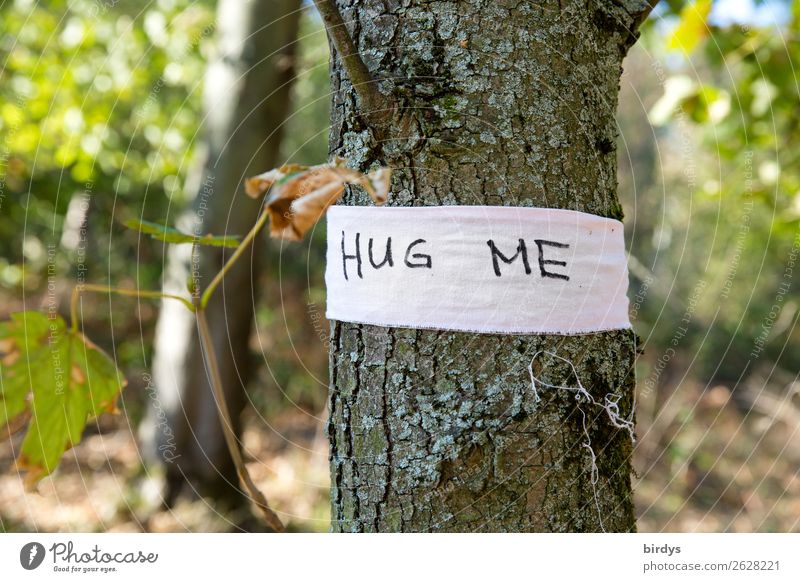 Give me a hug Nature Plant Summer Tree Wild plant Forest Characters String Embrace Exceptional Friendliness Positive Warm-heartedness Sympathy Friendship Love