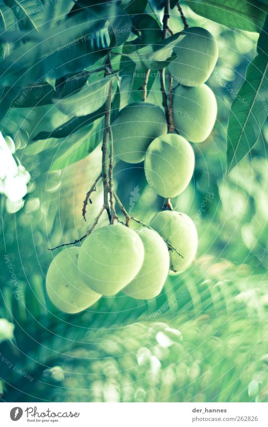 O Food Fruit Environment Nature Plant Tree Foliage plant Exotic Mango Hang Green Colour photo Multicoloured Exterior shot Close-up Detail Deserted Day