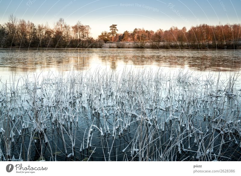 frrrr rost Environment Nature Landscape Plant Water Cloudless sky Winter Climate Beautiful weather Ice Frost Tree Grass Coast Lakeside Pond Cool (slang) Cold