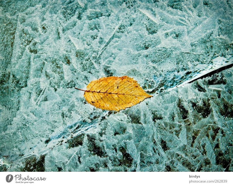 yellow birch leaf on an ice surface with a crack Winter Ice Frost Leaf Frozen surface Crack & Rip & Tear Close-up Lake Picturesque Glittering Illuminate