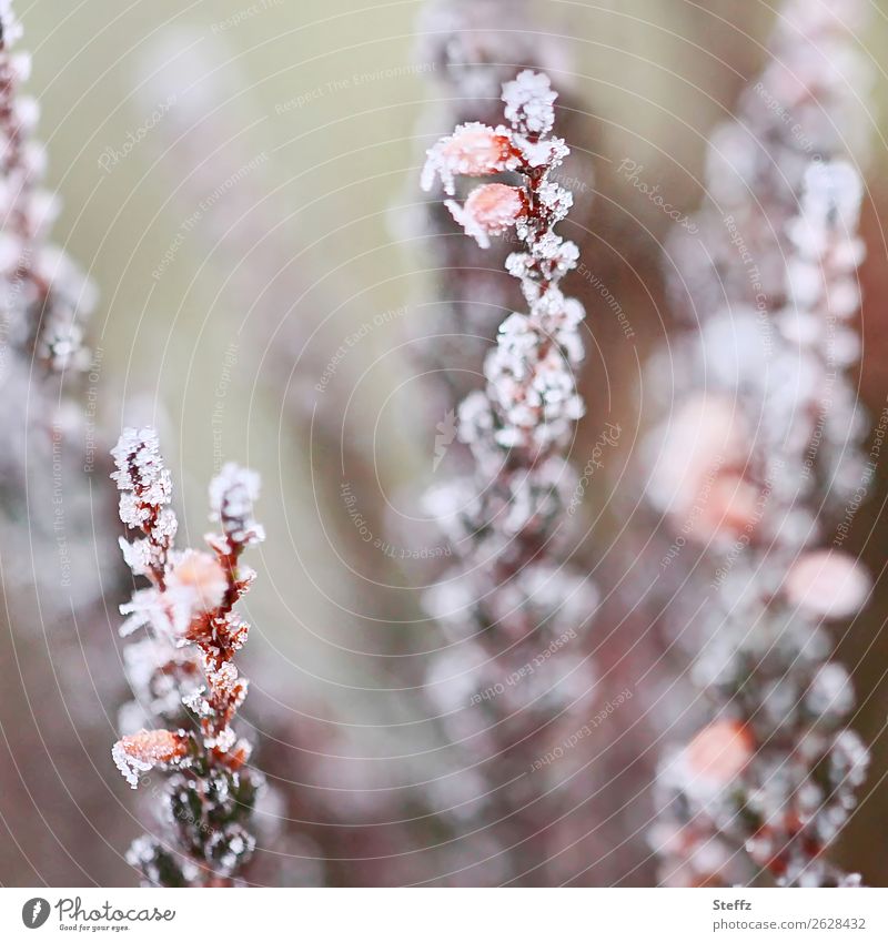 cold shock Ornamental Heather heather Cold shock Hoar frost Frost chill Nordic winter cold Ice onset of winter Freeze January calluna vulgaris naturally Gray