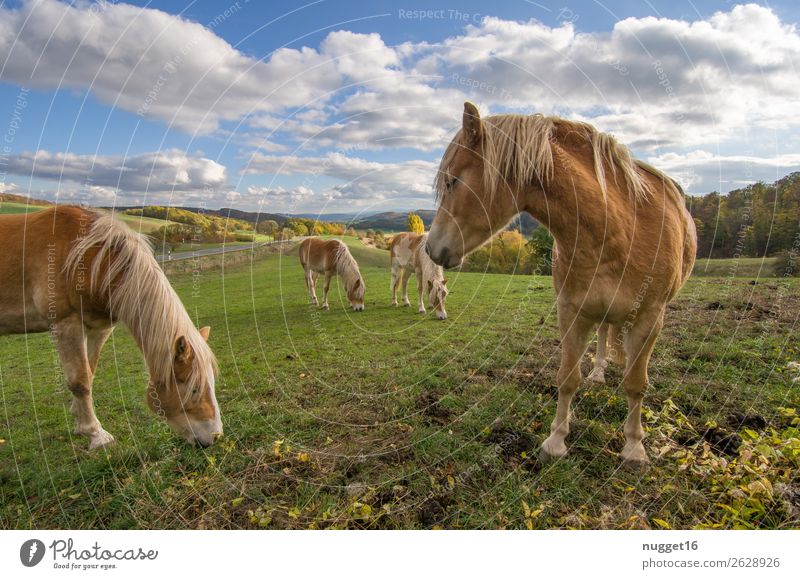 Horses on a paddock Environment Nature Landscape Plant Animal Sunlight Spring Summer Autumn Beautiful weather Grass Bushes Meadow Field Hill Pet Farm animal 4