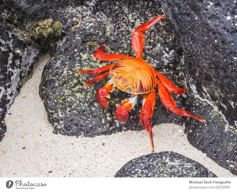 Sally lightfoot crab sitting on stones on galapagos islands Beach Ocean Island Nature Animal Park Rock Bright Wild Yellow Red Colour animals in the wild claw