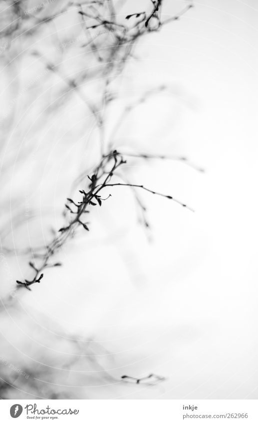 grey Plant Air Sky Autumn Winter Fog Tree Wild plant Branch Twigs and branches Branchage Garden Park Deserted Growth Dark Thin Bright Cold Long Emotions Moody