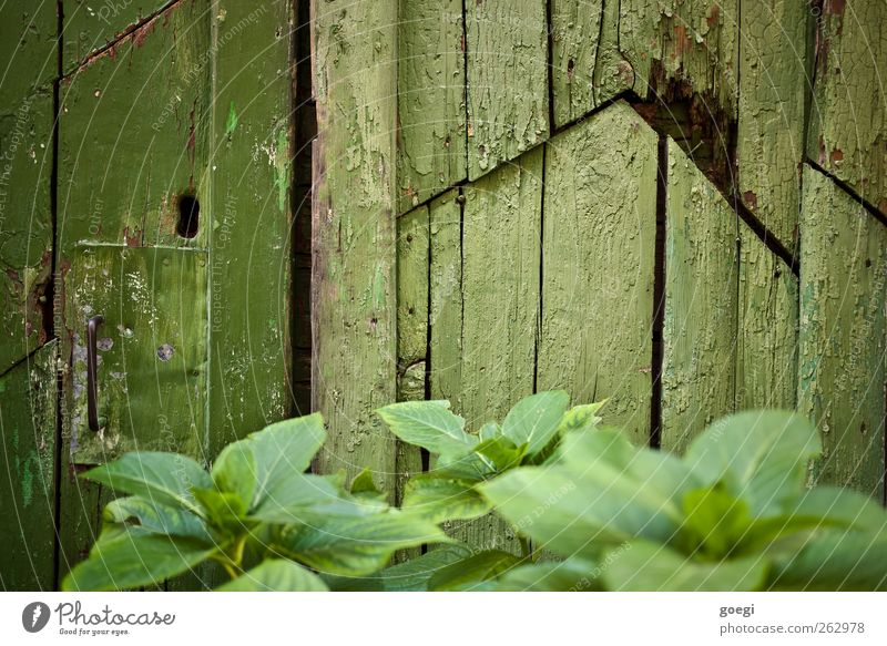 red Environment Nature Plant Leaf Foliage plant Village House (Residential Structure) Hut Ruin Wall (barrier) Wall (building) Door Lock Door handle Wood Broken