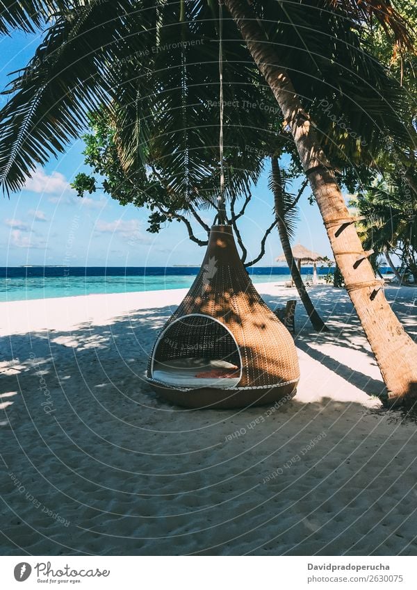 Maldives island luxury resort palm tree with hanging hammock Island Beach Hammock Palm tree Luxury Resort Idyll Heaven treepod Paradise Beautiful Swing Sun Reef