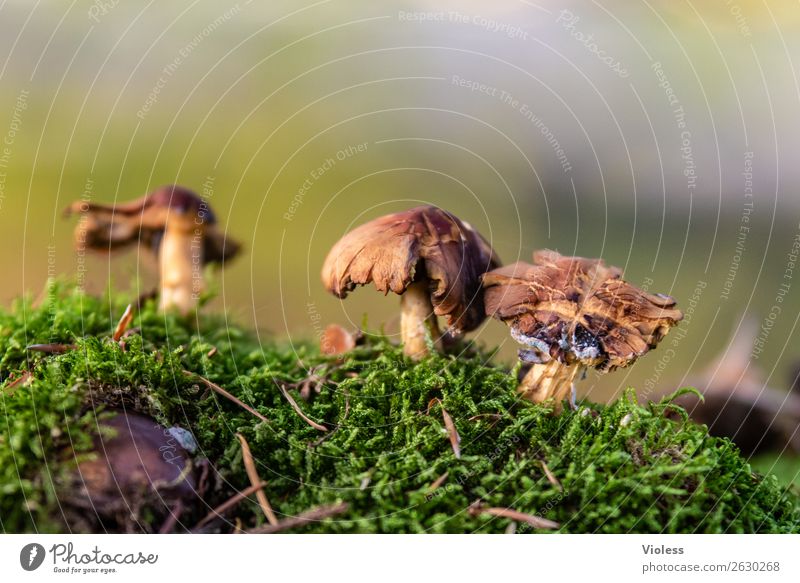 AUTUMN II macro exempt mushrooms Moss Green Autumn Forest Woodground