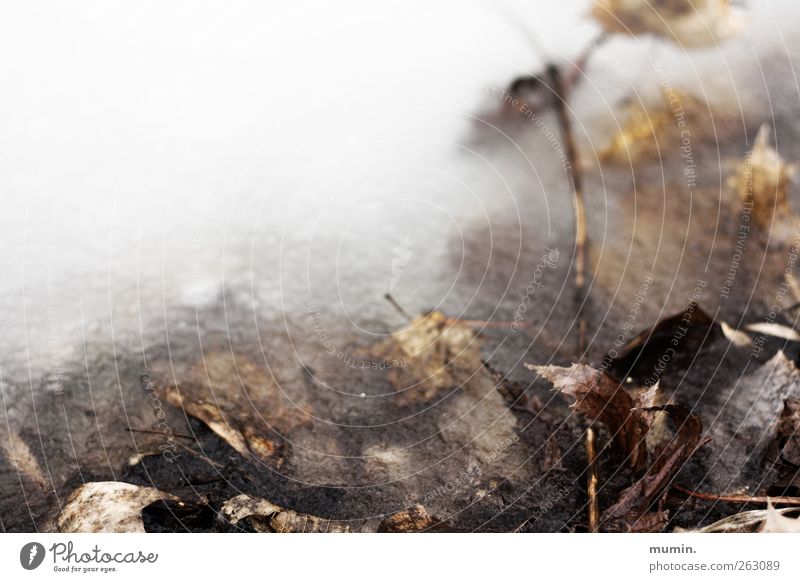 Frozen Nature Winter Ice Frost Leaf Lakeside Brown White Colour photo Exterior shot Copy Space left Copy Space top Shallow depth of field