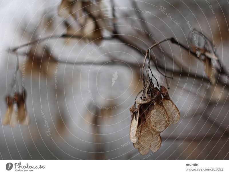 winter walk Nature Plant Winter Tree Leaf Faded To dry up Brown Colour photo Exterior shot Deserted Shallow depth of field