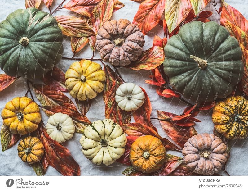 Various pumpkins with autumn leaves Food Vegetable Shopping Style Design Healthy Eating Hallowe'en Autumn Decoration Collection Background picture Pumpkin