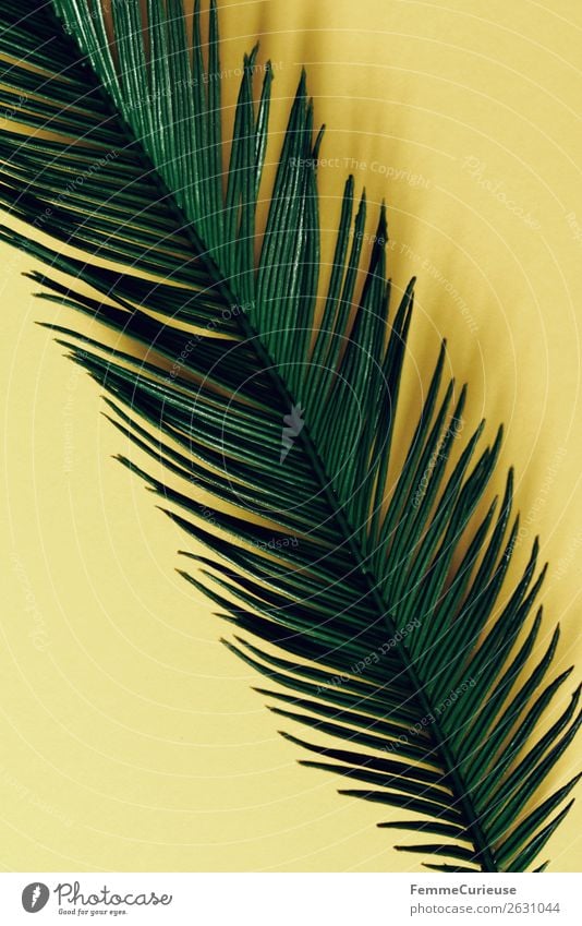 Palm branch on yellow background Nature Palm tree Palm frond Part of the plant Plant Yellow Green Colour photo Studio shot Close-up Neutral Background
