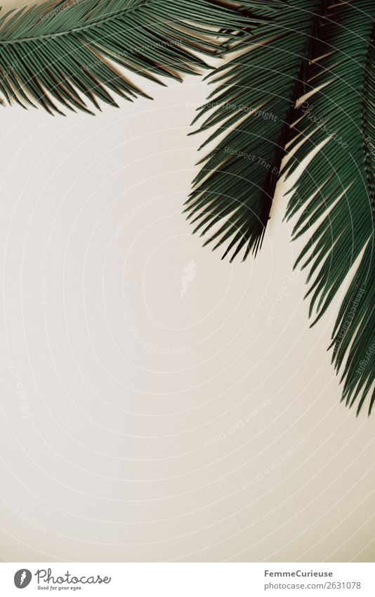 Three palm branches on neutral ground Nature Palm tree Palm frond Plant Part of the plant Foliage plant Bordered Frame Colour photo Studio shot Copy Space left