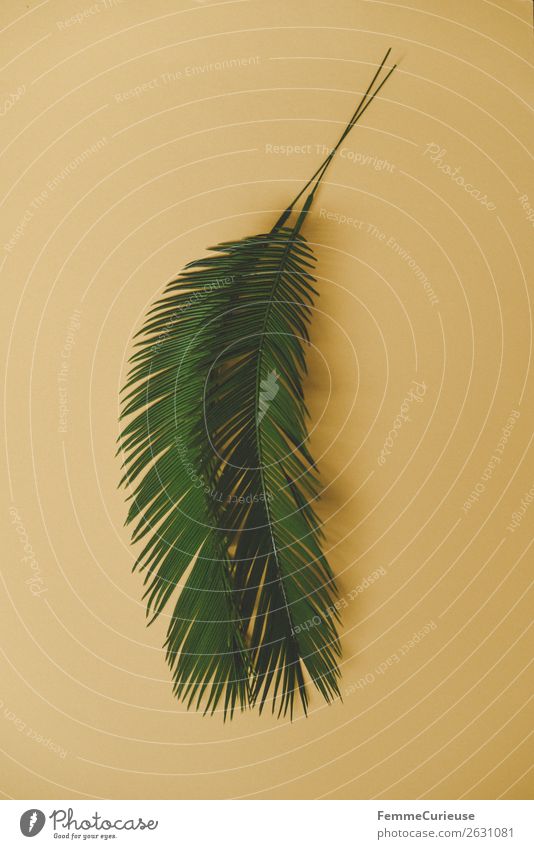 Two palm branches on yellow background Nature Palm tree Palm frond Plant Part of the plant Yellow Foliage plant Decoration Colour photo Studio shot Close-up