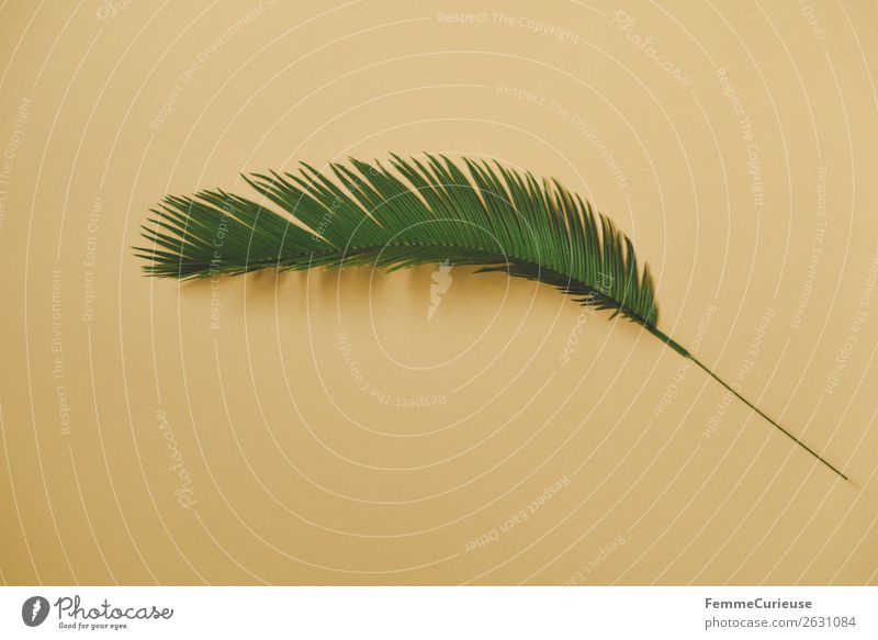 Palm branch on yellow background Nature Yellow Green Palm frond Palm tree Plant Part of the plant Stalk Colour photo Studio shot Copy Space left
