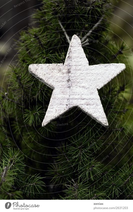 White wooden star hangs on fir tree Christmas & Advent Winter Fir tree Wood Star (Symbol) Green Colour photo Exterior shot Deserted Copy Space bottom