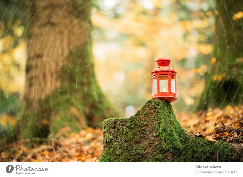 November light in the autumn forest Autumn Automn wood Autumnal weather Autumn leaves Decoration Candle Glass Metal Illuminate Dream Happiness Warmth Yellow
