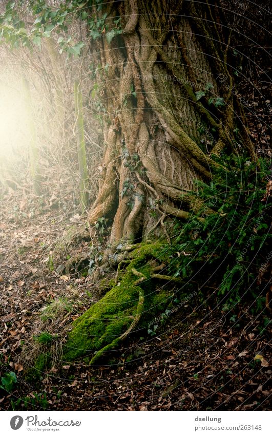 Tree surrounded by roots in backlight Environment Nature Landscape Plant Earth Root Tree trunk Forest Exceptional Dark Fantastic Natural Strong Wild Brown