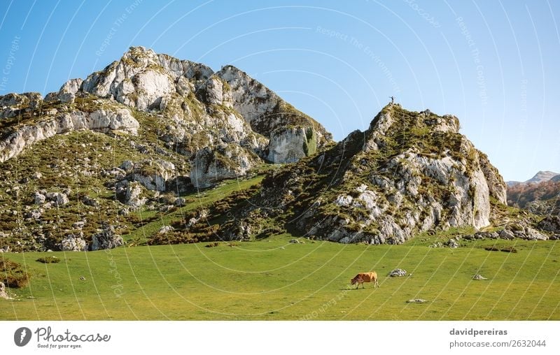 Mountaineer on a rock and cow on the grass Sunbathing Human being Man Adults Nature Landscape Animal Autumn Grass Meadow Hill Rock Cow Stone To feed Authentic