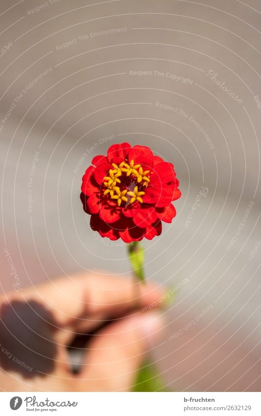 A red flower Hand Fingers Summer Flower Blossom Blossoming Relaxation To hold on Looking Simple Elegant Friendliness Fresh Healthy Red Esthetic Joy Peace