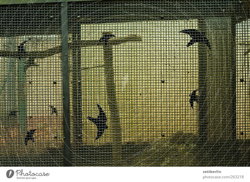cage Leisure and hobbies Park Animal Bird Zoo Flying wallroth Bird's cage Cage Captured Trip Wire mesh Prison cell Colour photo Subdued colour Exterior shot