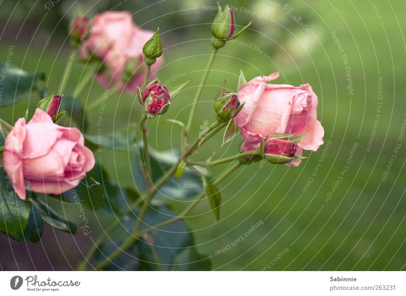 rose garden Environment Nature Plant Spring Rose Leaf Blossom Wild plant Green Pink Emotions Flower Bud Colour photo Multicoloured Close-up Detail Deserted