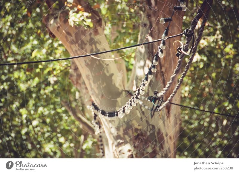 light chain Summer Tree Fairy lights Tree trunk Cable Suspended Decoration Lighting Blur Colour photo Exterior shot Deserted Day Shadow Sunlight