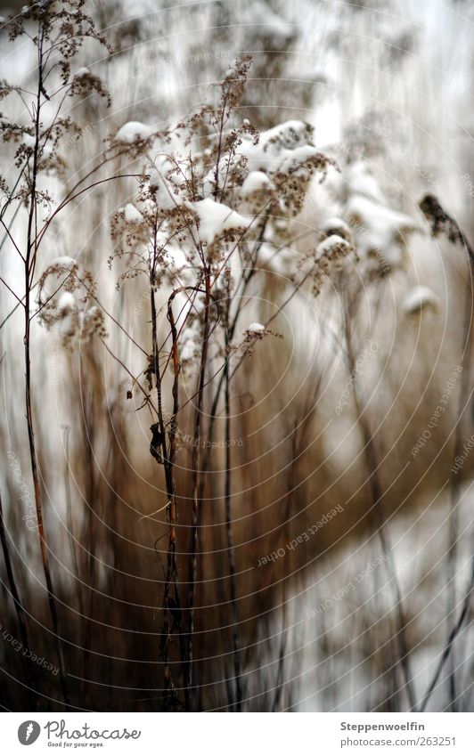 snow reed Nature Plant Winter Weather Ice Frost Snow Grass Wild plant Marsh grass Dark Natural Brown White Calm Transience Shriveled Exterior shot Day