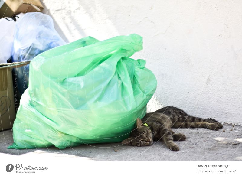 In the cat dreamland Animal Pet Cat 1 Brown Green White Sleep Lie Break Relaxation Trash Garbage bag Wall (building) Stationary Closed eyes Lunch hour Siesta