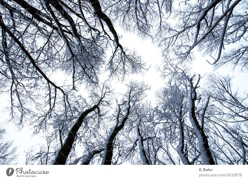 snowy treetops Environment Nature Landscape Plant Sky Winter Snow Tree Cold "Branch up ,treetop wooded Outside, cold. Belief God great Autumn sky,skywards Tall