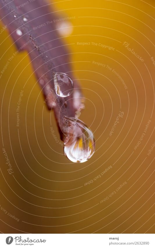 droplet Life Harmonious Drops of water Autumn Leaf Hang Wet Natural Power Purity Hope Concern Ease Nature Pure Dream Autumn leaves Autumnal Refreshment