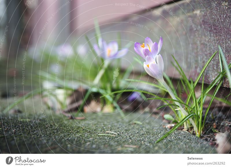 Hello spring! Environment Nature Spring Beautiful weather Plant Flower Grass Blossom Crocus House (Residential Structure) Terrace Stone Concrete Blossoming