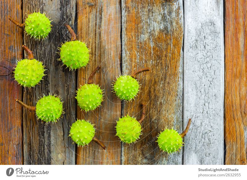 Green chestnuts on rustic wooden background Beautiful Summer Nature Plant Tree Forest Collection Wood Old Natural Retro Thorny Brown Colour Chestnut orange