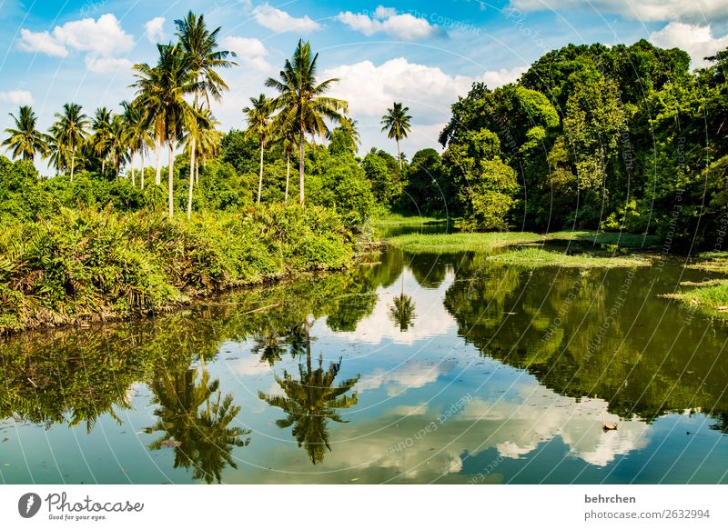 we are the climate| corona thoughts Contrast Light Day Exterior shot Colour photo Malaya River Virgin forest Water Landscape Nature Vacation & Travel Tourism