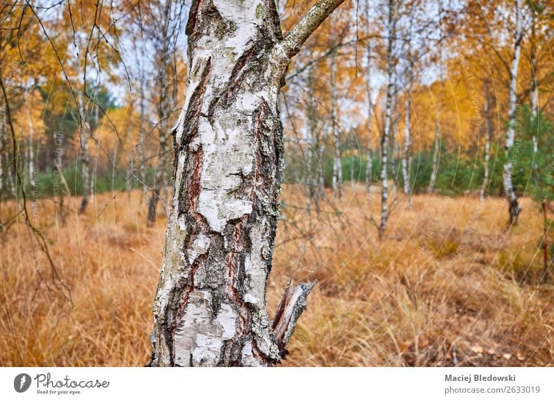 Birch tree trunk in an autumnal forest. Environment Nature Landscape Plant Autumn Weather Tree Forest Natural Yellow Serene Calm Sadness Loneliness birch bark