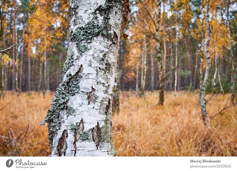 Birch tree trunk in an autumnal forest. Environment Nature Plant Autumn Tree Forest Natural Yellow Adventure Serene Inspiration Sustainability birch bark