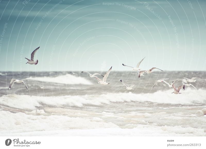 Stormy sea Ocean Waves Environment Nature Animal Elements Air Water Sky Horizon Winter Climate Weather Wind Gale Coast Baltic Sea Wild animal Bird Silvery gull