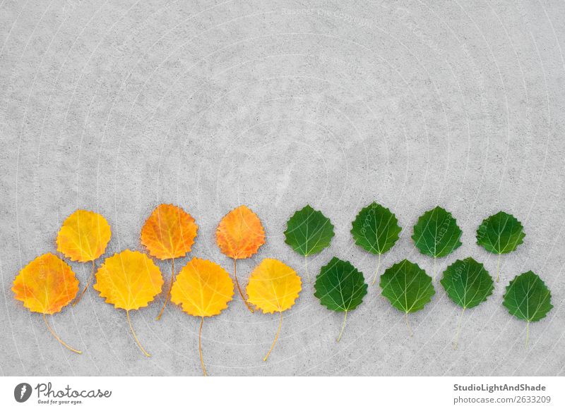 Yellow and green leaves on concrete background Beautiful Summer Nature Plant Autumn Weather Tree Leaf Forest Concrete Old Bright Natural Gold Green Colour