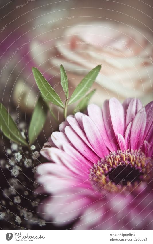 Happy Women's Day! Spring Flower Rose Leaf Blossom Gerbera Blossoming Fragrance Friendliness Natural Pink Colour photo Subdued colour Interior shot Close-up