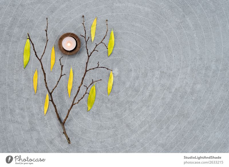Tree branch with autumn leaves and cozy candlelight Beautiful Garden Nature Autumn Weather Warmth Leaf Candle Concrete Dark Natural Gloomy Yellow Gray Moody