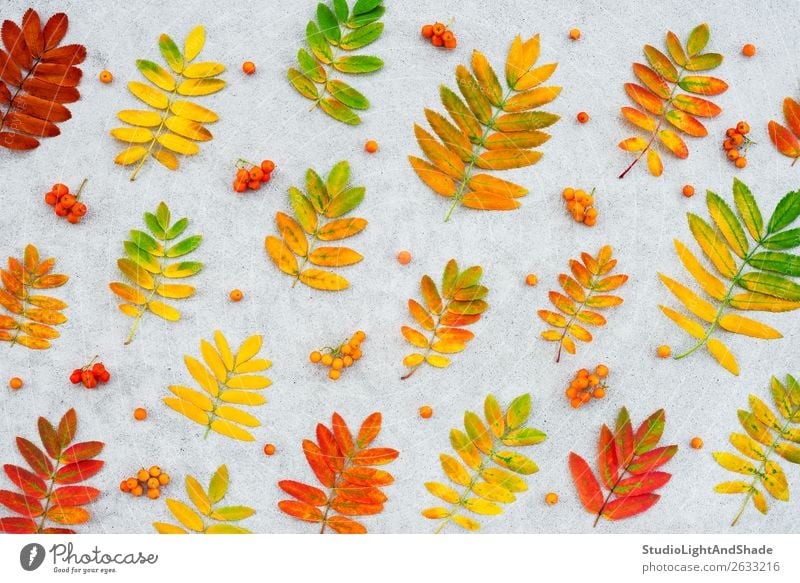 Colorful ashberry tree leaves and fruits Fruit Beautiful Garden Art Nature Plant Autumn Tree Leaf Forest Concrete Bright Natural Yellow Gold Gray Red Colour