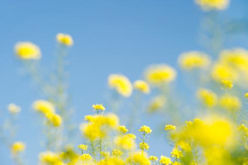when summer is not far away ... Nature Plant Sky Cloudless sky Summer Beautiful weather Field Bright Blue Yellow Canola Canola field Colour photo Multicoloured