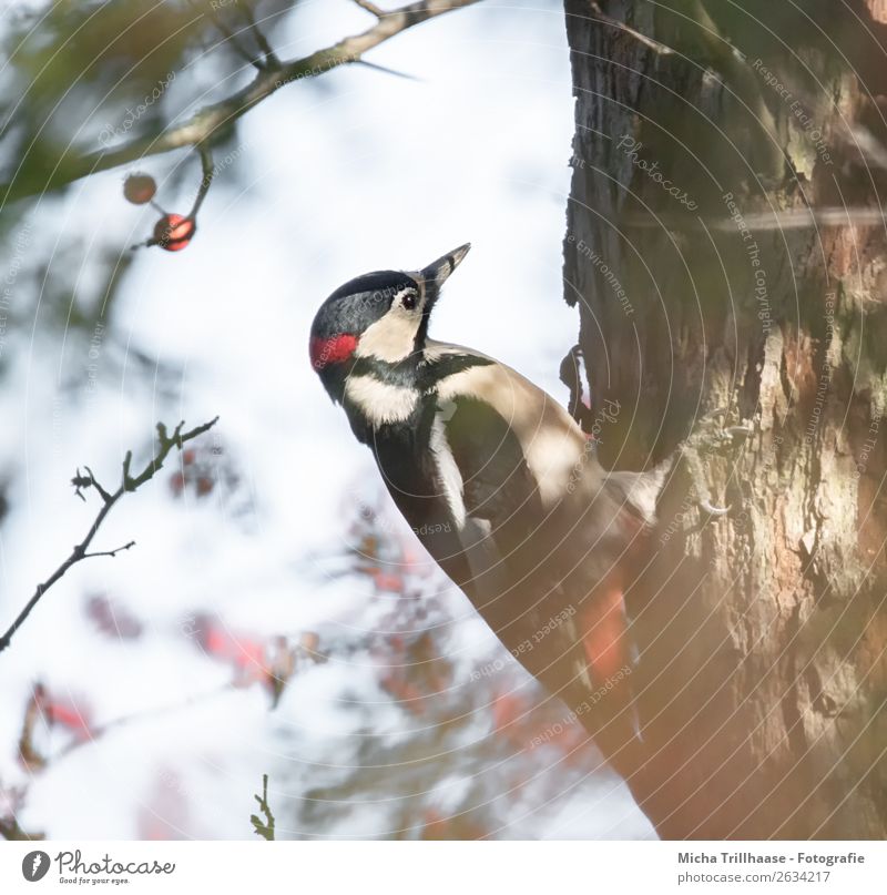 Great spotted woodpecker on tree trunk Nature Animal Sun Sunlight Beautiful weather Tree Wild animal Bird Animal face Wing Claw Woodpecker Spotted woodpecker