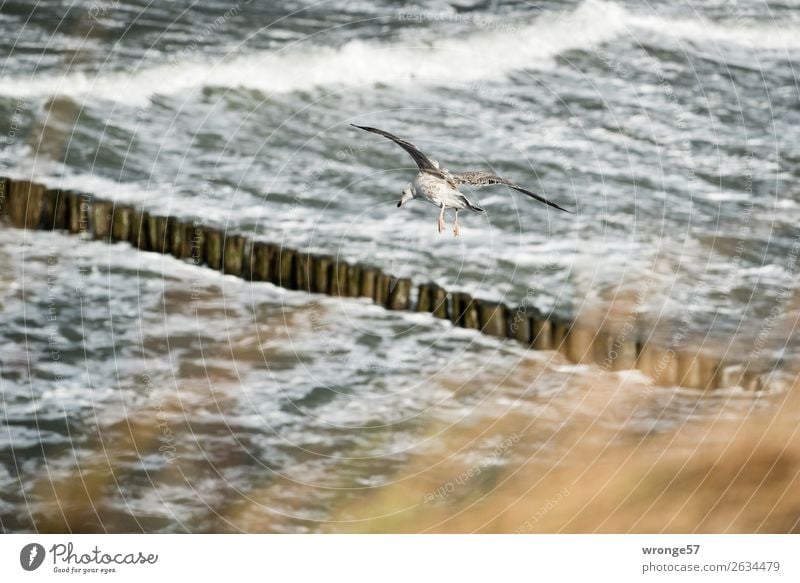 petrel Environment Nature Animal Water Autumn Wind Gale Waves Coast Baltic Sea Wild animal Bird Seagull 1 Flying Maritime Brown Gray Floating Landscape format